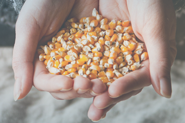 handful of corn kernels