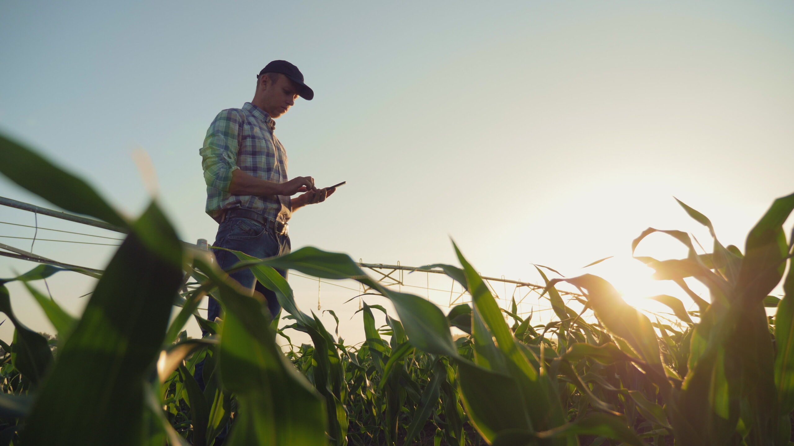 Young farmer working in a cornfield, inspecting and tuning irrigation center pivot sprinkler system on smartphone.