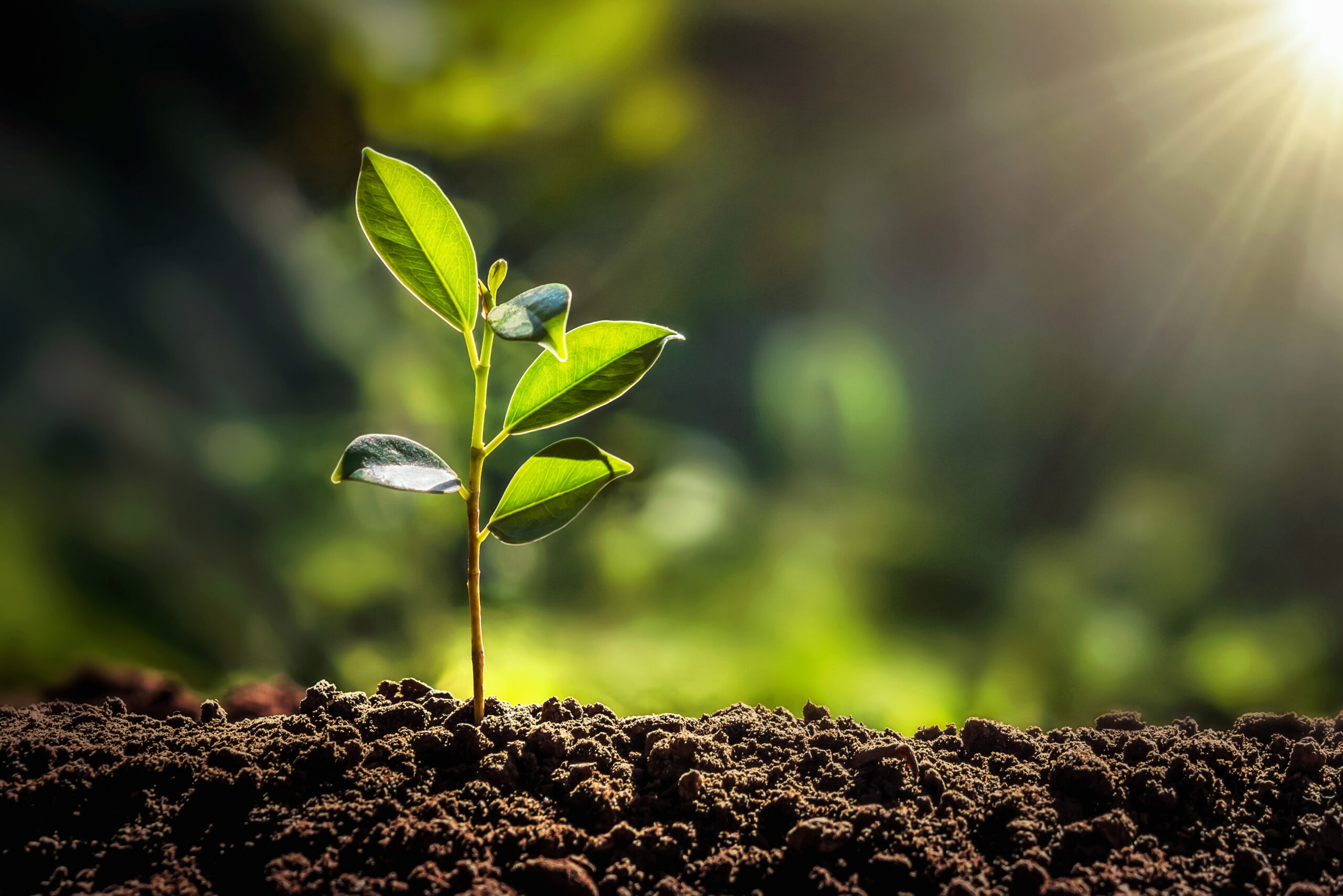 small tree growing with sunshine in garden. eco concept