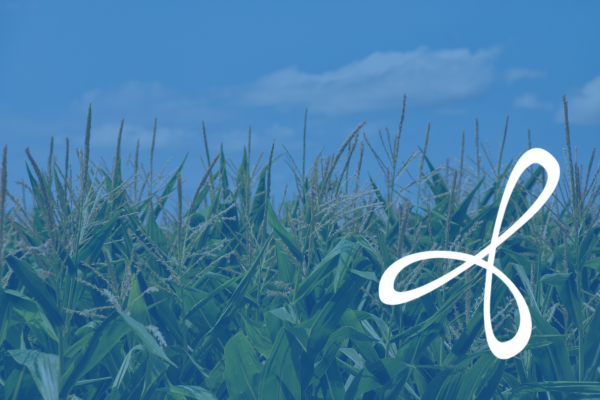 Stylized photo of corn crops with Christianson Logo