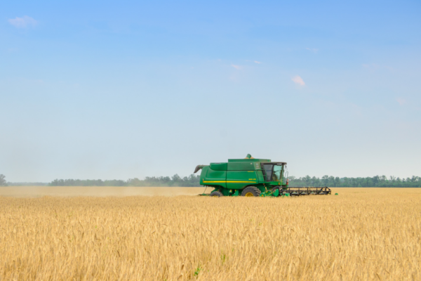 A green harvester in a golden grain field on a cloudless day